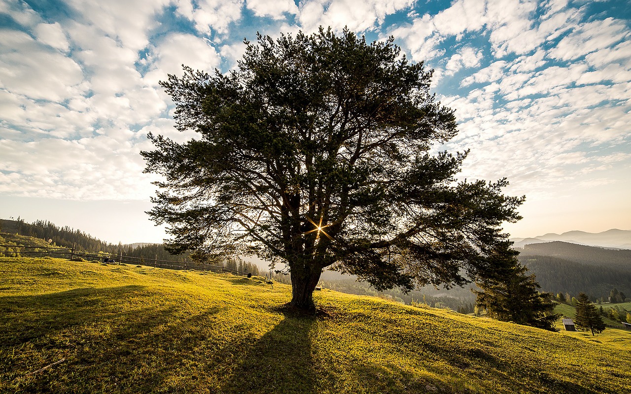 The key to Understanding the Parable of the Mustard Tree
